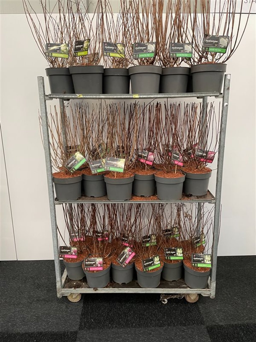 Hydrangea pan. 'Silver Dollar' - C7,5